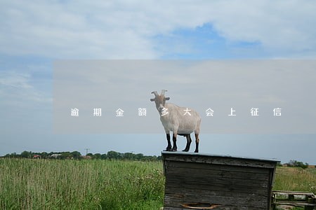 逾期金额多大会上征信 逾期金额多大会上征信