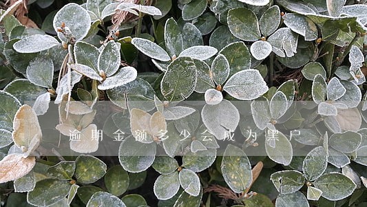逾期金额多少会成为黑户 逾期金额多少会成为黑户