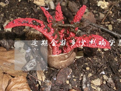 逾期金额多少影响贷款 逾期金额多少影响贷款