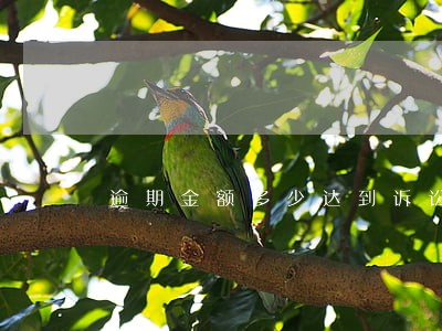 逾期金额多少达到诉讼标准