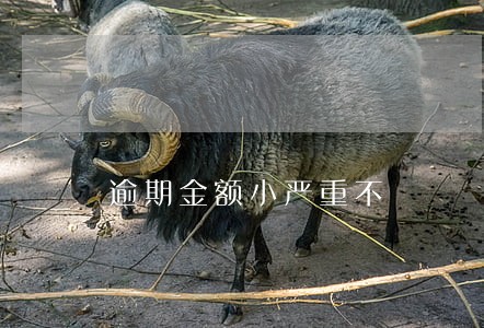 逾期金额小严重不