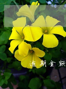 逾期金额小次数多 逾期金额小次数多