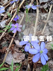 逾期金额影响征信吗
