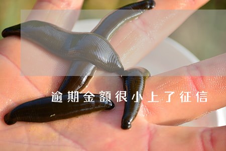 逾期金额很小上了征信 逾期金额很小上了征信