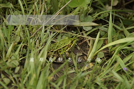 逾期金额怎么分级 逾期金额怎么分级