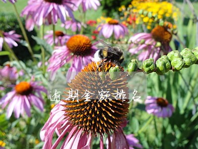 逾期金额排名 逾期金额排名