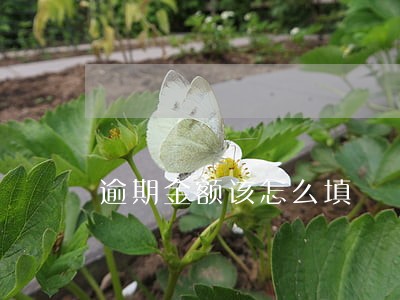 逾期金额该怎么填 逾期金额该怎么填