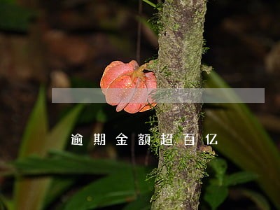 逾期金额超百亿 逾期金额超百亿