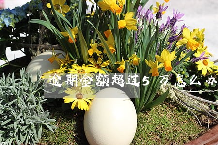 逾期金额超过5万怎么办 逾期金额超过5万怎么办