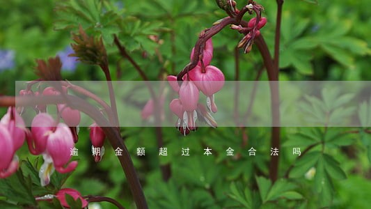 逾期金额超过本金合法吗 逾期金额超过本金合法吗
