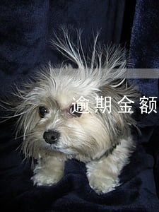 逾期金额较大多少才算大