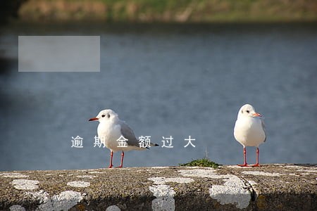 逾期金额过大 逾期金额过大
