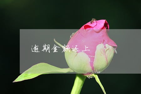 逾期金额还上 逾期金额还上