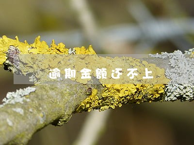 逾期金额还不上 逾期金额还不上