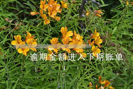 逾期金额进入下期账单 逾期金额进入下期账单