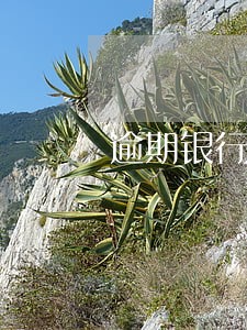 逾期银行不更新怎么办 逾期银行不更新怎么办