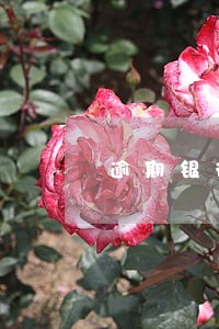 逾期银行会怎么办 逾期银行会怎么办