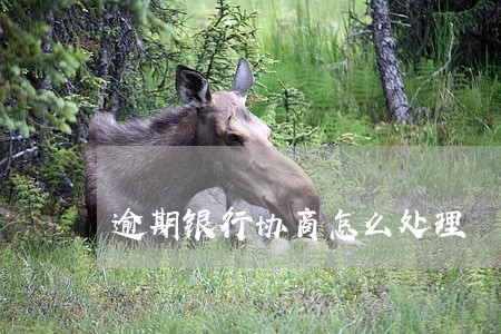 逾期银行协商怎么处理 逾期银行协商怎么处理