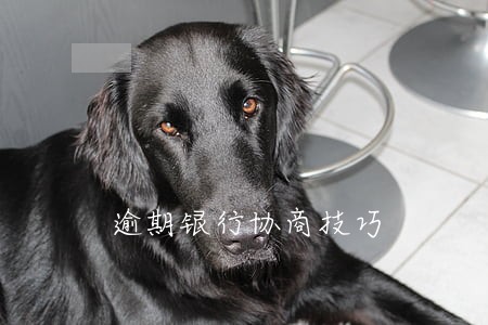 逾期银行协商技巧