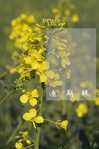 逾期银行卡被锁定怎么办 逾期银行卡被锁定怎么办