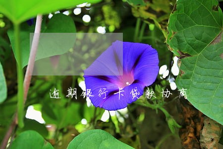 逾期银行卡贷款协商 逾期银行卡贷款协商