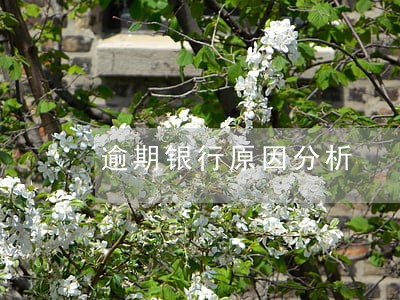 逾期银行原因分析