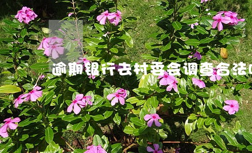逾期银行去村委会调查合法吗 逾期银行去村委会调查合法吗