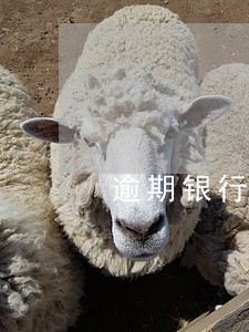 逾期银行怀疑套现打电话 逾期银行怀疑套现打电话