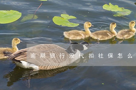 逾期银行没代扣社保怎么办 逾期银行没代扣社保怎么办