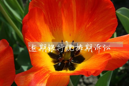 逾期银行说排期诉讼 逾期银行说排期诉讼