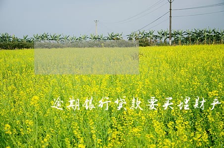 逾期银行贷款要买理财产品