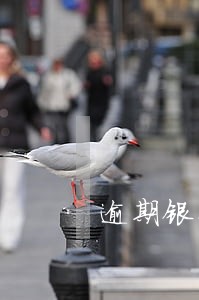 逾期银行还能贷款吗 逾期银行还能贷款吗