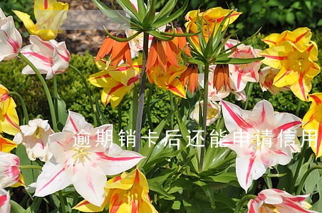 逾期销卡后还能申请信用卡吗 逾期销卡后还能申请信用卡吗