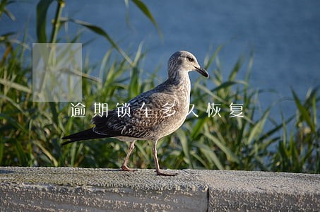 逾期锁车多久恢复 逾期锁车多久恢复