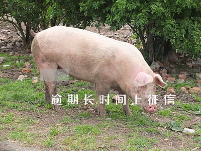 逾期长时间上征信 逾期长时间上征信