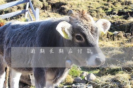 逾期长期应付款 逾期长期应付款