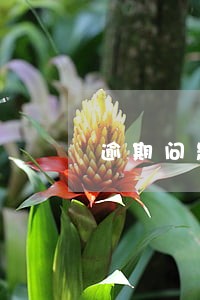 逾期问题分析报告
