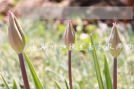 逾期附加税是否加收滞纳金 逾期附加税是否加收滞纳金