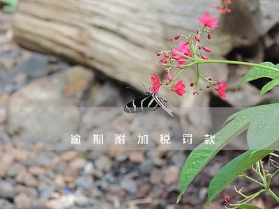 逾期附加税罚款 逾期附加税罚款