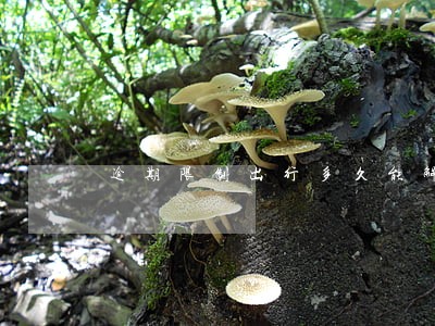 逾期限制出行多久能解除 逾期限制出行多久能解除