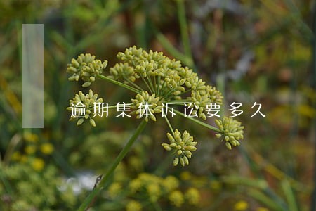 逾期集体诉讼要多久