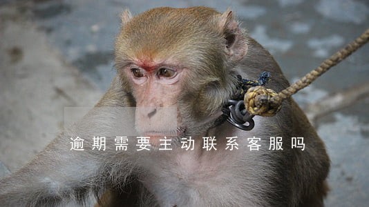 逾期需要主动联系客服吗 逾期需要主动联系客服吗