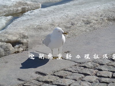 逾期需重新办理社保登记 逾期需重新办理社保登记
