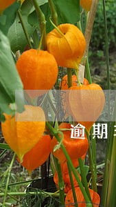 逾期非循环贷账户账户数 逾期非循环贷账户账户数