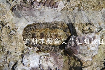 逾期非恶意欠款证明款证明 逾期非恶意欠款证明款证明