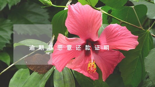 逾期非恶意还款证明