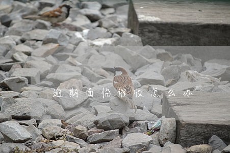 逾期面临催收怎么办 逾期面临催收怎么办