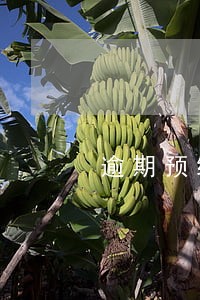 逾期预缴个税滞纳金能退吗 逾期预缴个税滞纳金能退吗