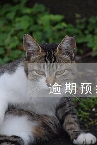 逾期预缴税款 逾期预缴税款