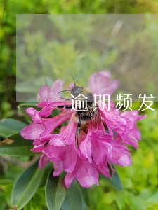 逾期频发老赖的原因